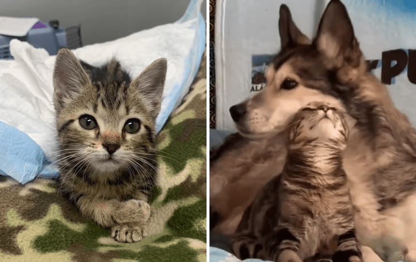 Cat With Paralyzed Hind Legs Gets Love And Care From A Husky 