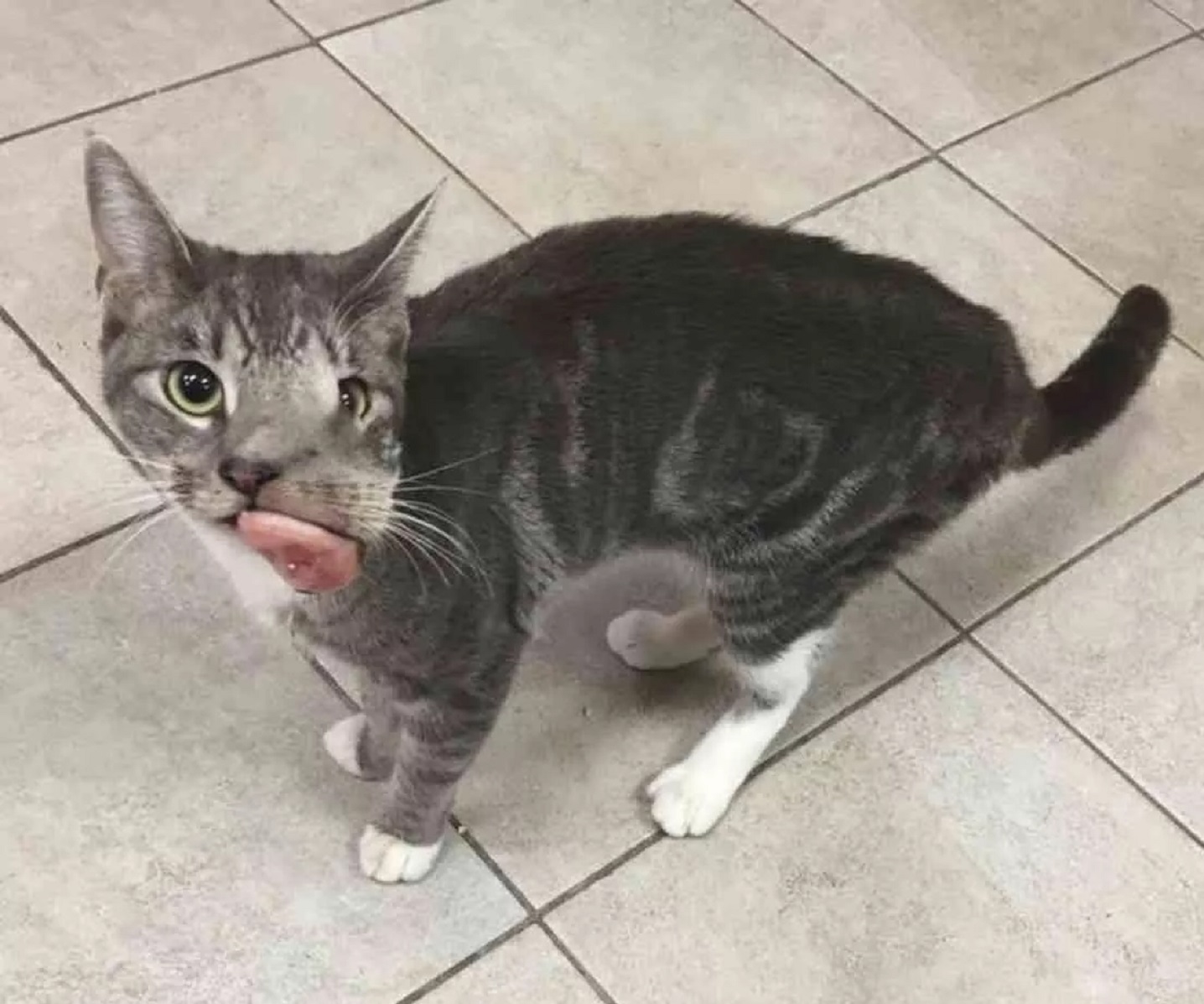 Cat With huge Tumor Finally Gets Her Smile Back