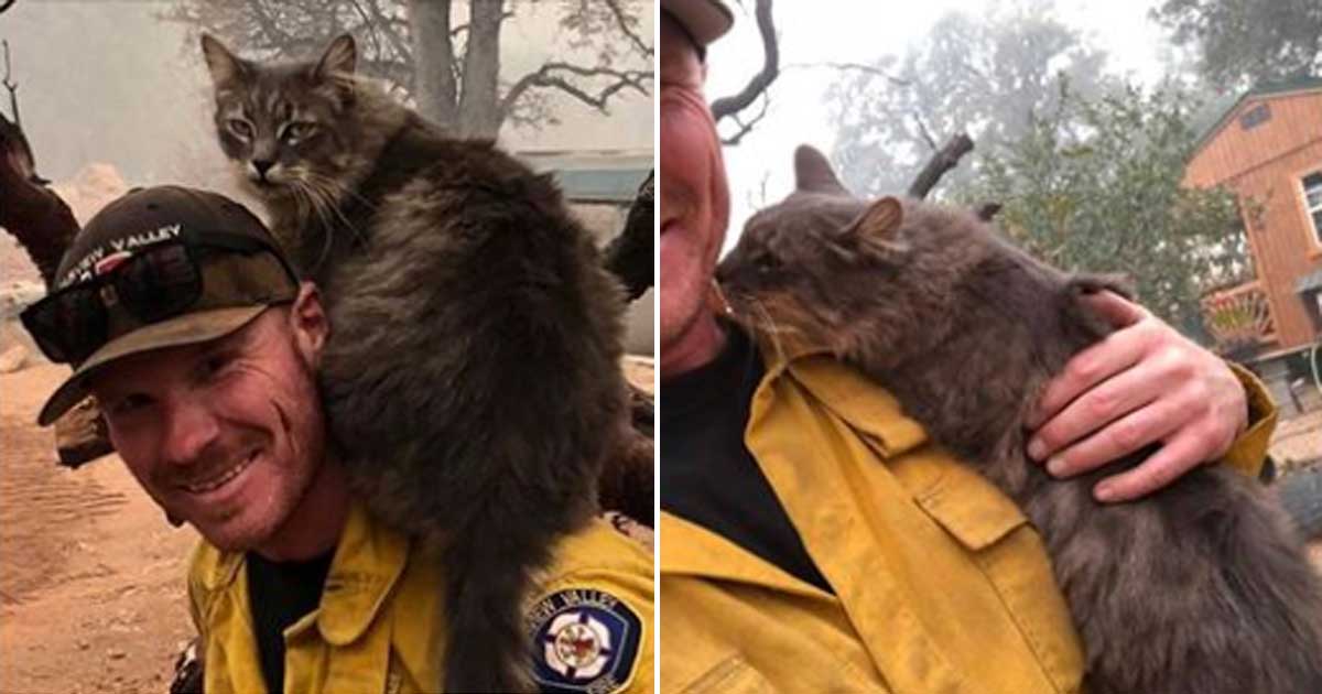 Cat will not leave firefighters side after he rescued her