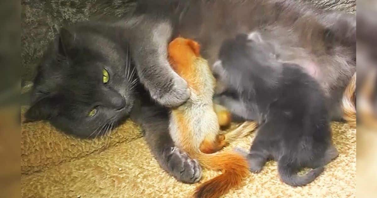 Mama cat does double duty when humans ask for her help nursing