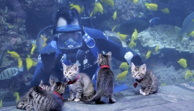 Closed To Everyone, Georgia Fish Tank Allows Rescued Kittens To Explore The Site