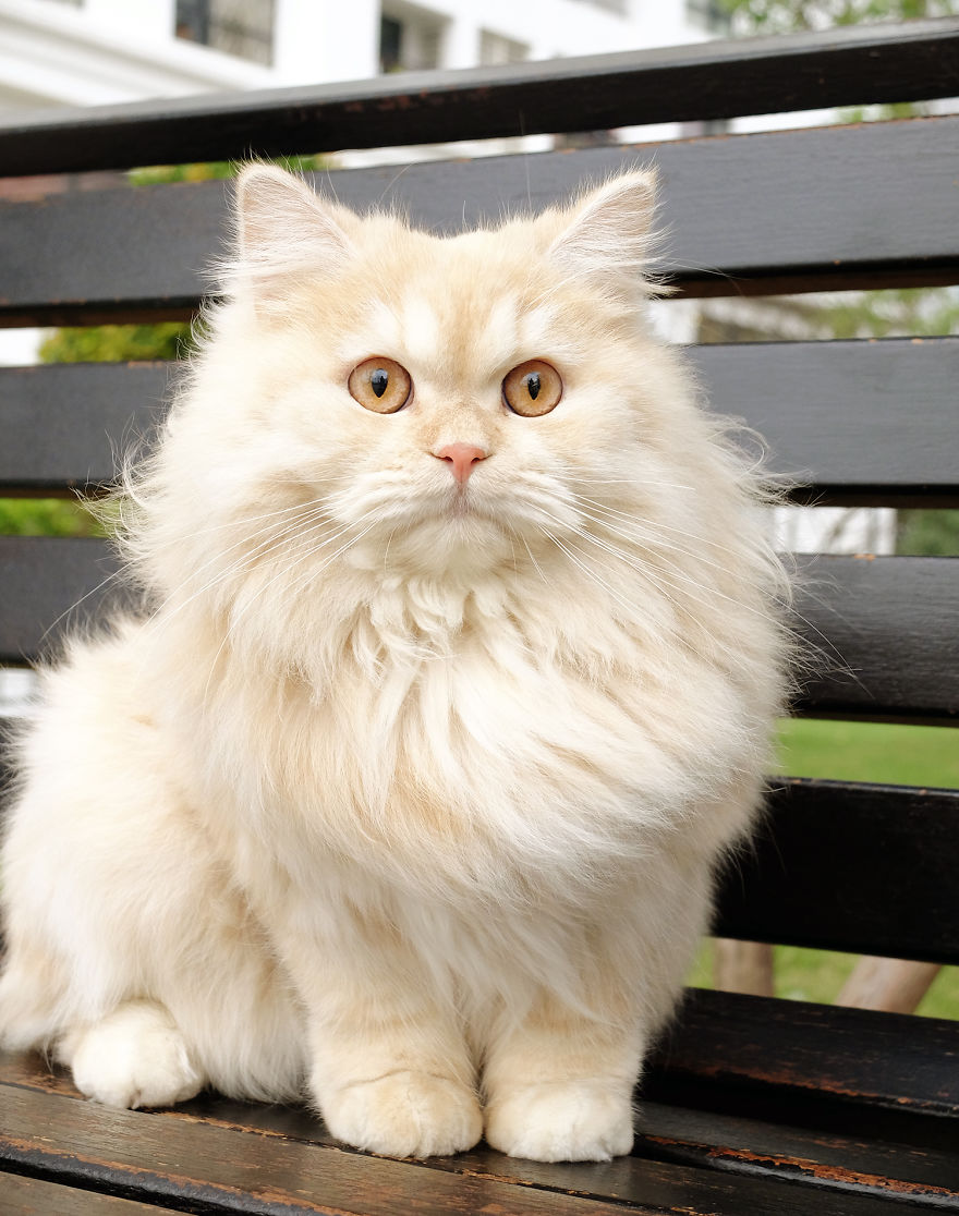 Meet Meepo, The Crazy Cat Who Loves Taking Showers