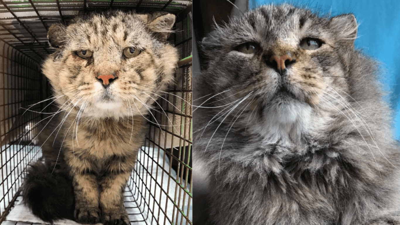 Letting In Love Wasn’t Easy For This Feral Cat, But Once In, He Couldn’t Let Go