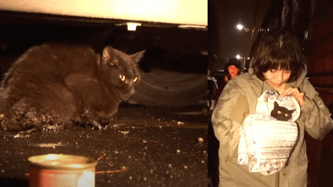 With Tears In Her Eyes, Momma Cat Who Lost Her Babies Hugs and Welcomes An Abandoned Kitten