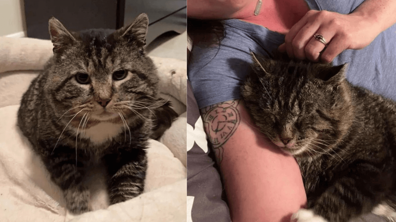 After Years Of Wandering, Cat Rolls On The Floor To Appreciate To-Be Foster Parents