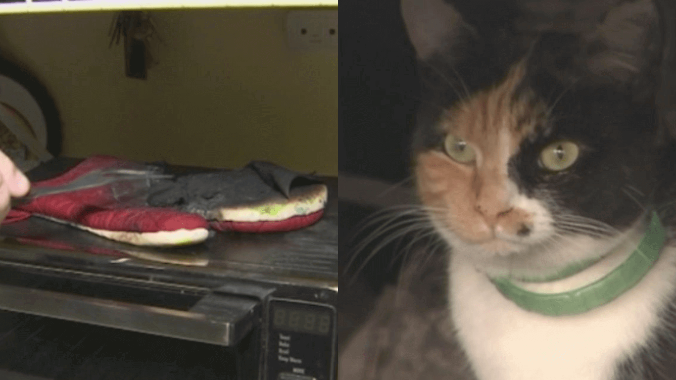 Calico Kitten Purrs To Save Her Sleeping Family From House Fire