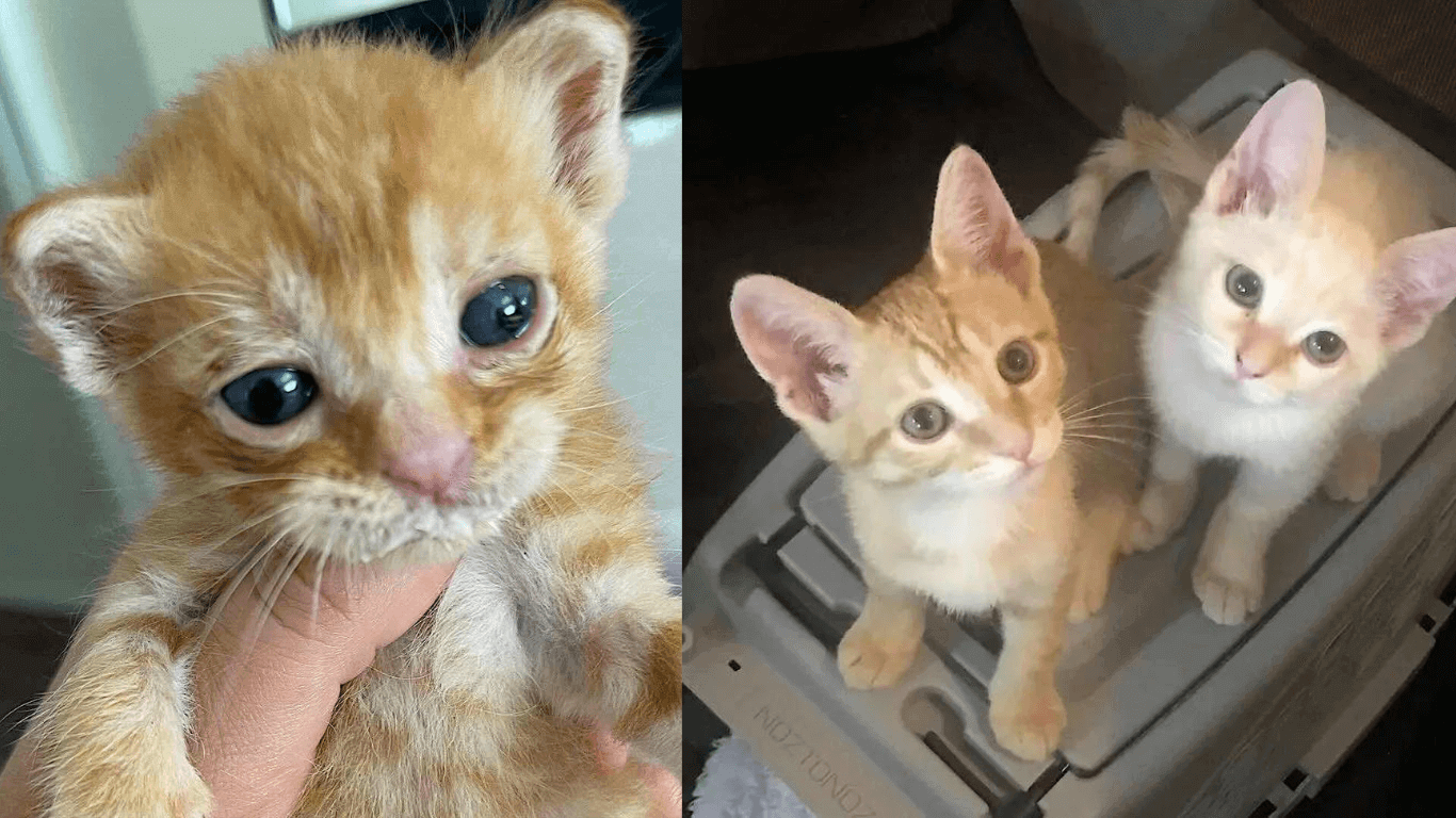 Two Abandoned Kittens Form An Unbreakable Bond In Their Forever Home