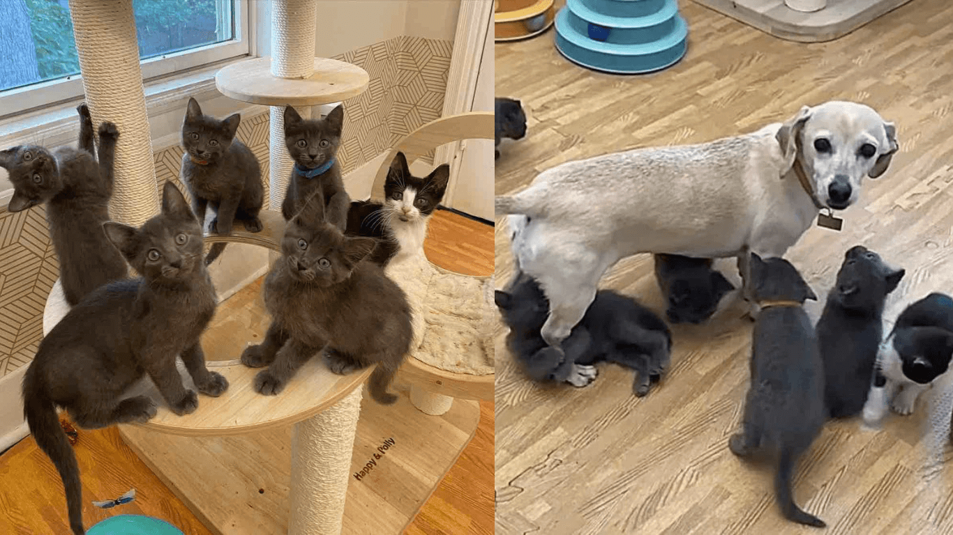 Doggie Helps Mom Cat With Six Kittens With Maternal Duties