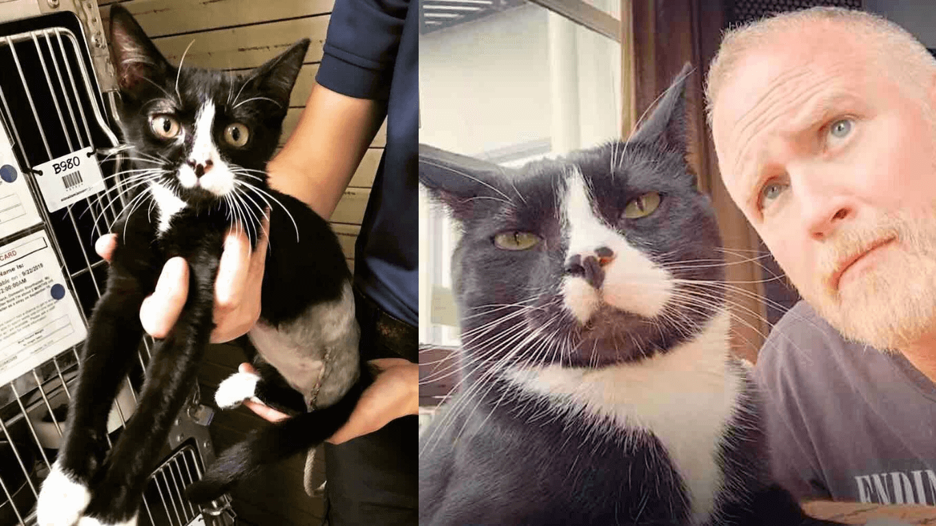 Death Knocked But This Three-legged Cat Has Not Exhausted His 9 Lives