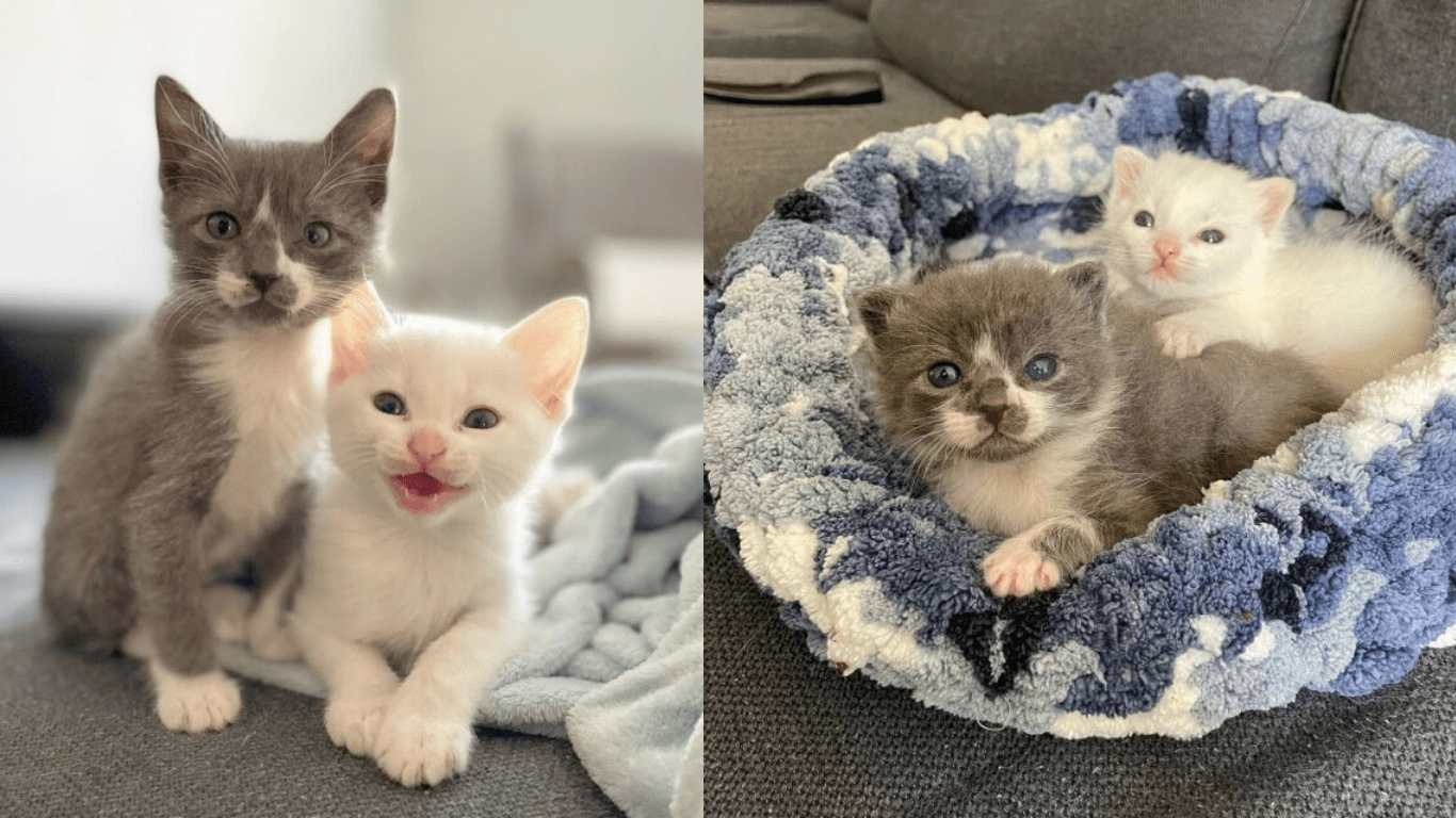 Meet Carl and Lenny, Two Survivors Of A Litter Of Four Feral Cats