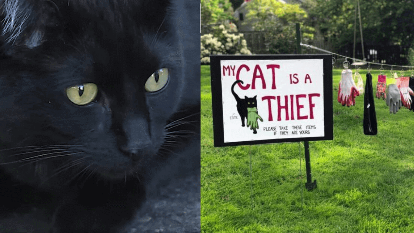 Cat Mom Puts Out A Notice To Warn Neighbors To Beware Of Her Thief Baby Cat