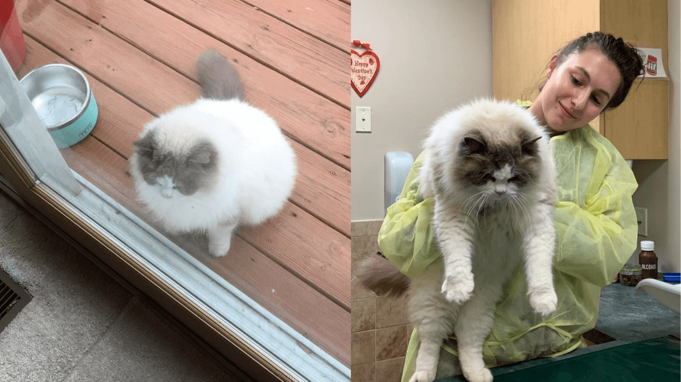 Love Turns Up Once Again for A Ragdoll Feline