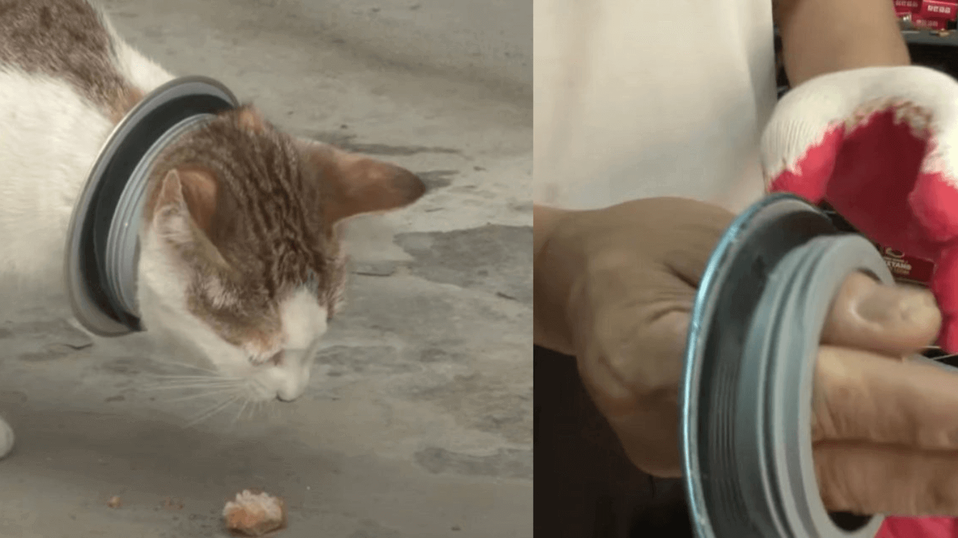 Cat With Iron Hoop Around His Neck Finally Enjoys Freedom After Rescue Took Days To Remove It