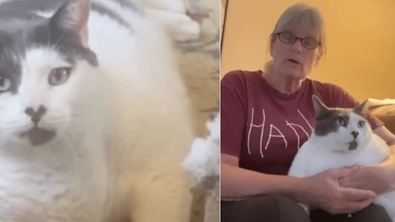 42 Pound Cat Sheds Nearly 20 Pounds Under Adorable Grandma’s Care