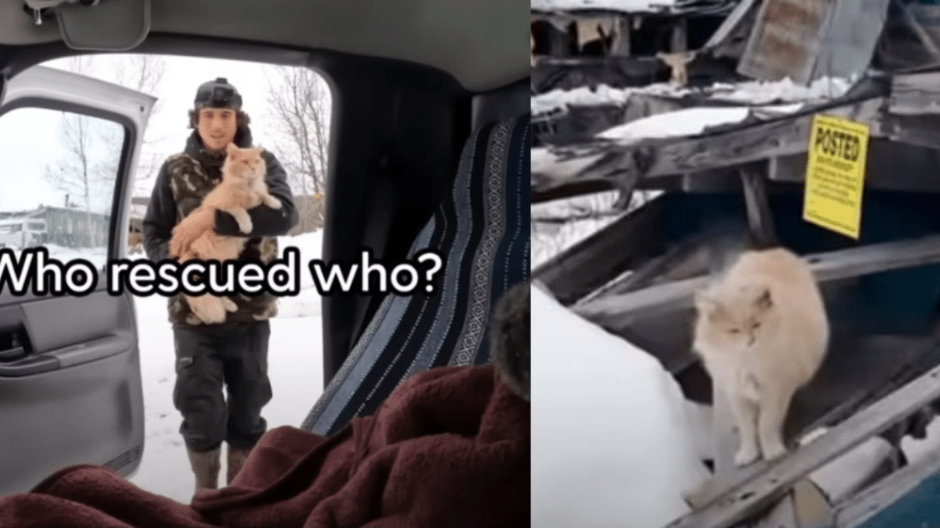 After Buying A New Barn For $71K, Man Finds A Cute Stray Cat