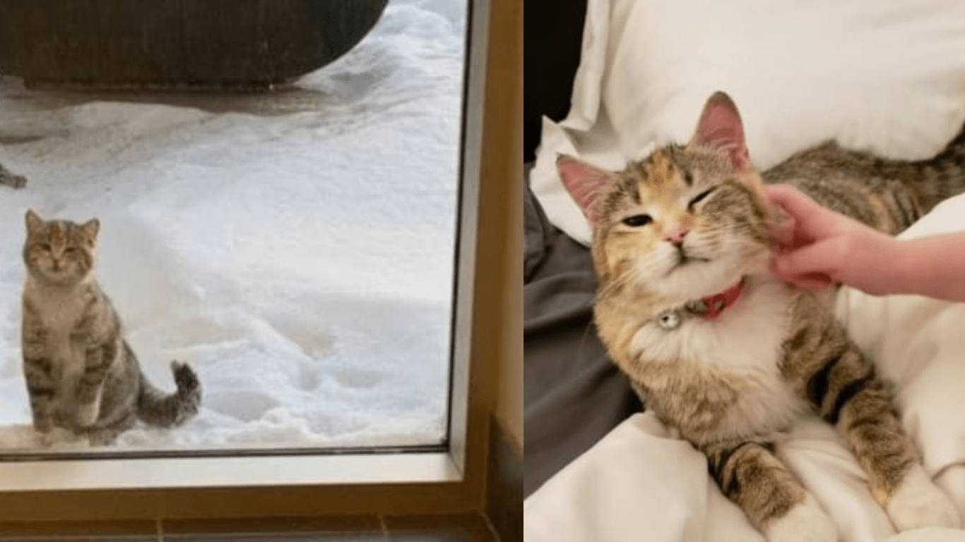 Tiny Stray Kitty Seeks Help From Firefighters By Knocking On Their Window