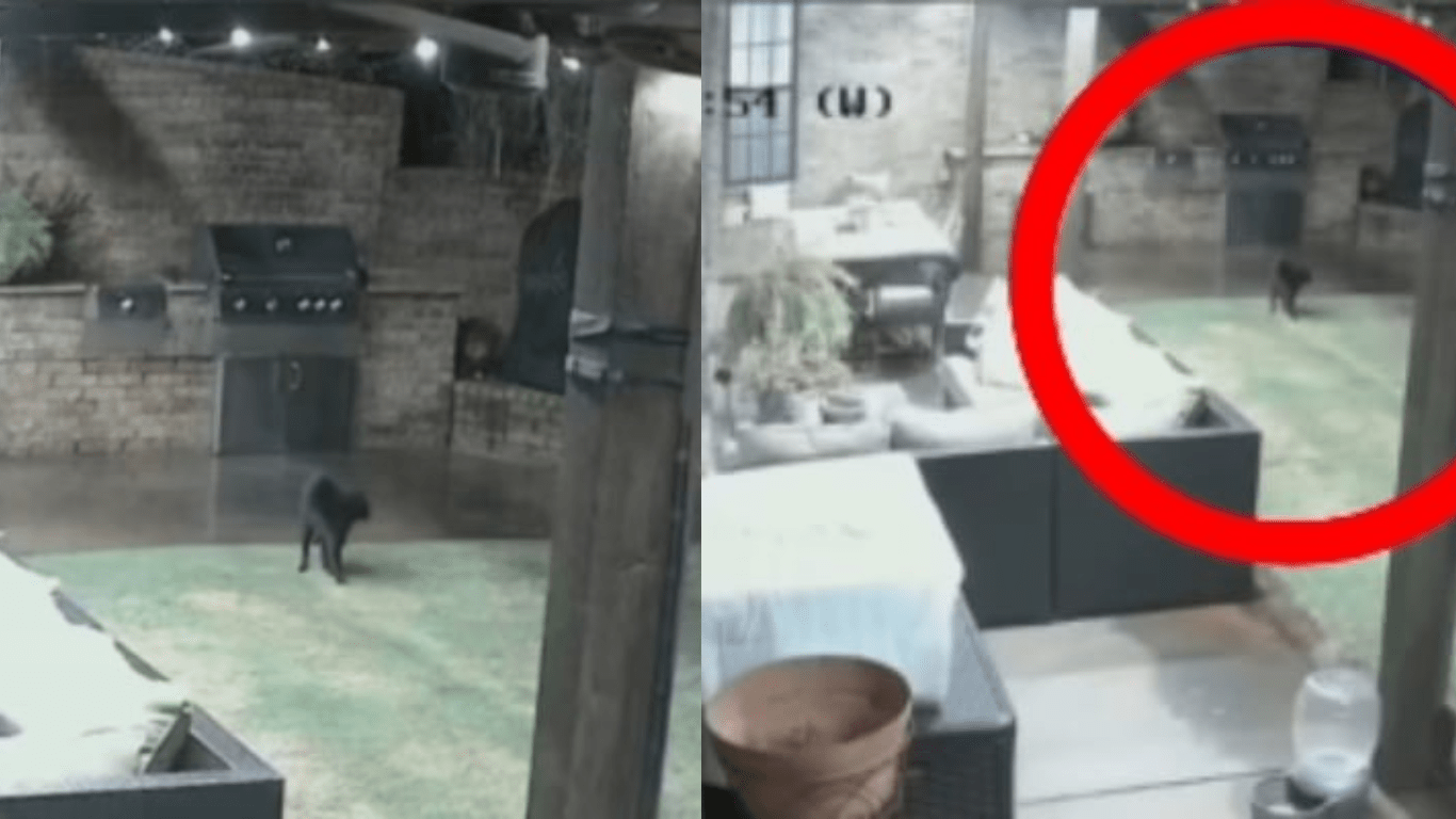 Brave Black Cat Saves Dog From Being Attacked By Two Coyotes