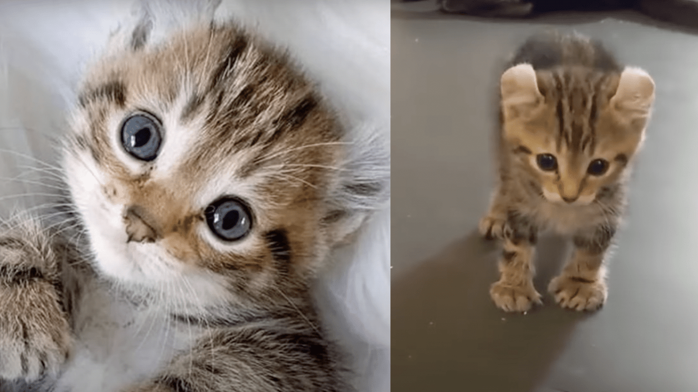 Fearless Kitten Born With Bent Legs Learns To Walk On All Four Paws