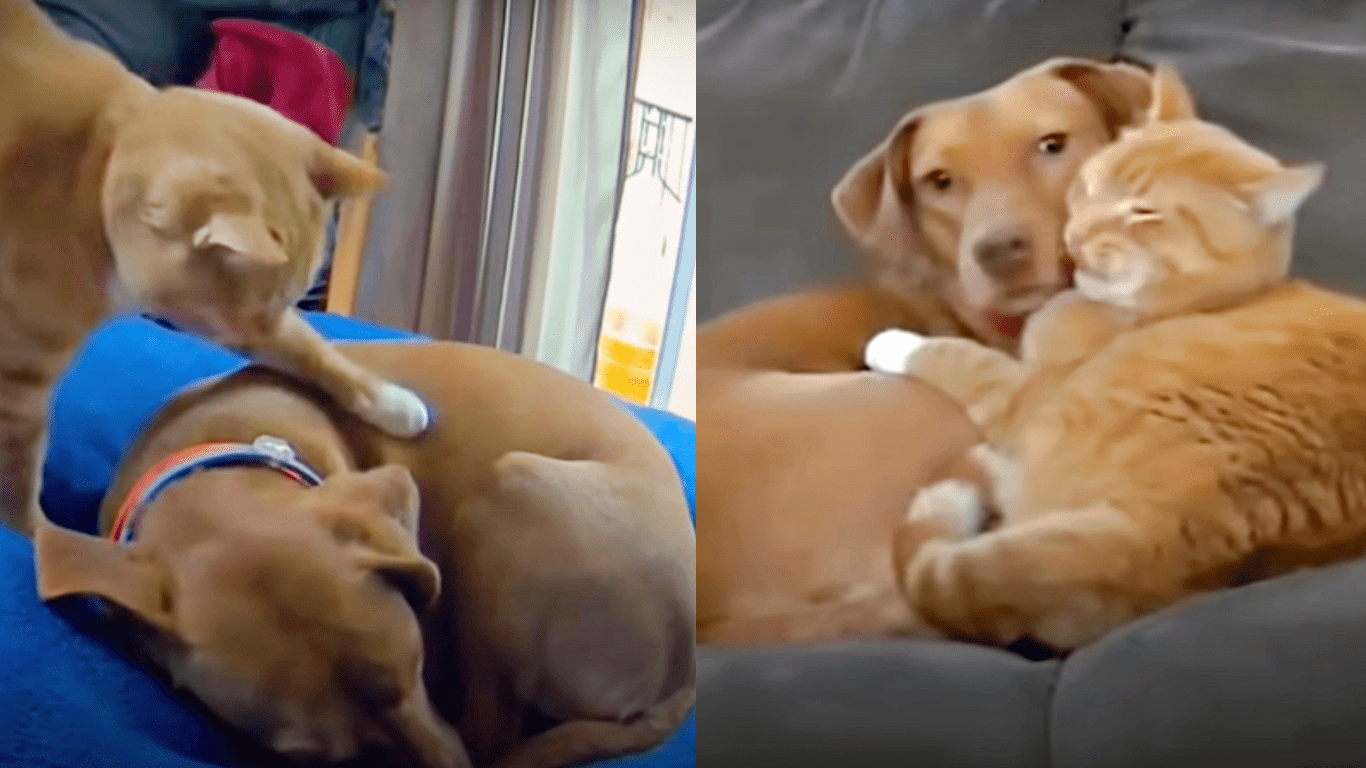 Heartwarming Moment When A Cat Consoles A Dog Who Misses Her Parents