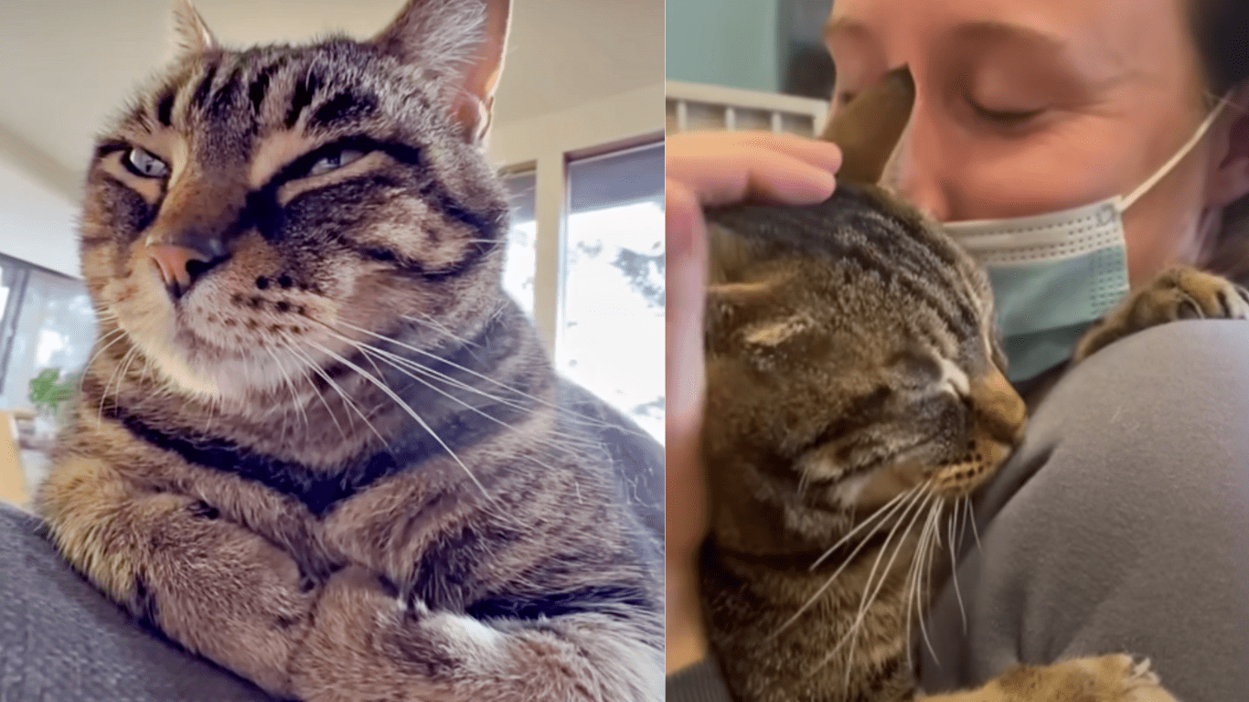 Elderly Shelter Cat Chooses A Human Mom And Holds On To Her