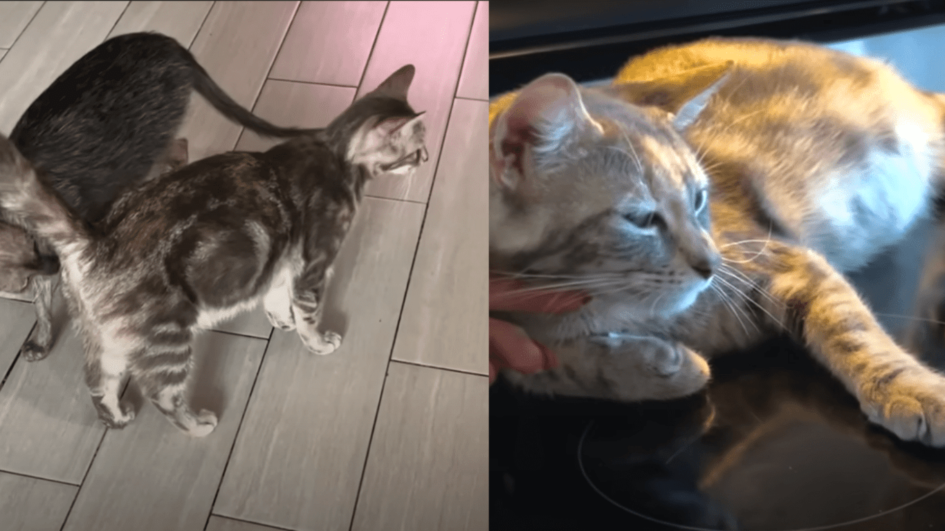 Night Security Guard Takes Stray Cat Home And Finds Out She’s Pregnant