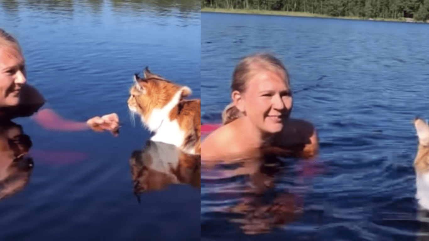 Maine Coon Cat Defies The Common Belief That Cats Don’t Like To Swim