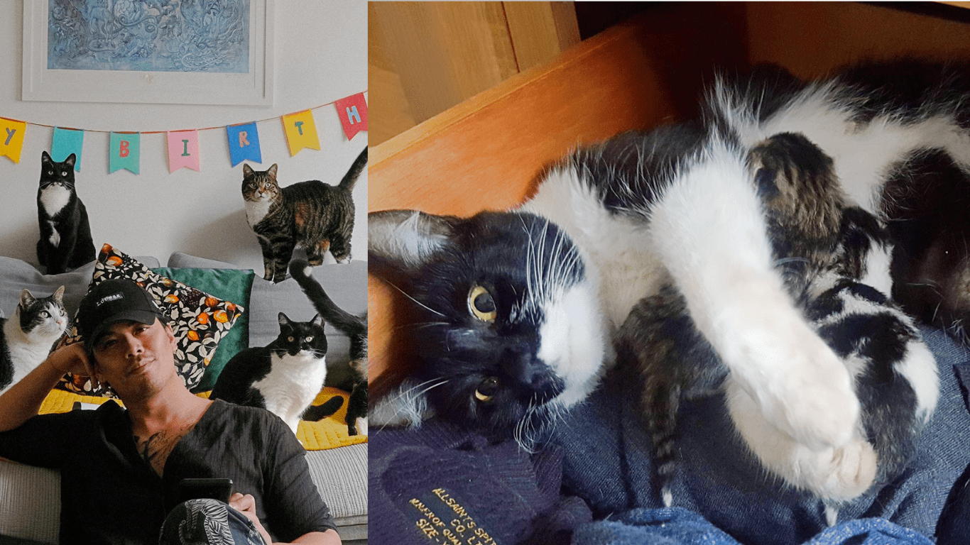 Man Opens His Drawer To Get Clothes And Finds A Strange Cat Giving Birth