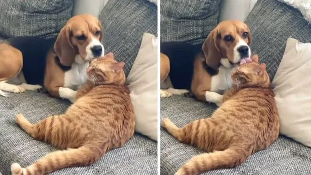 Dog Freezes Mid-Lick When Busted Grooming The Cat