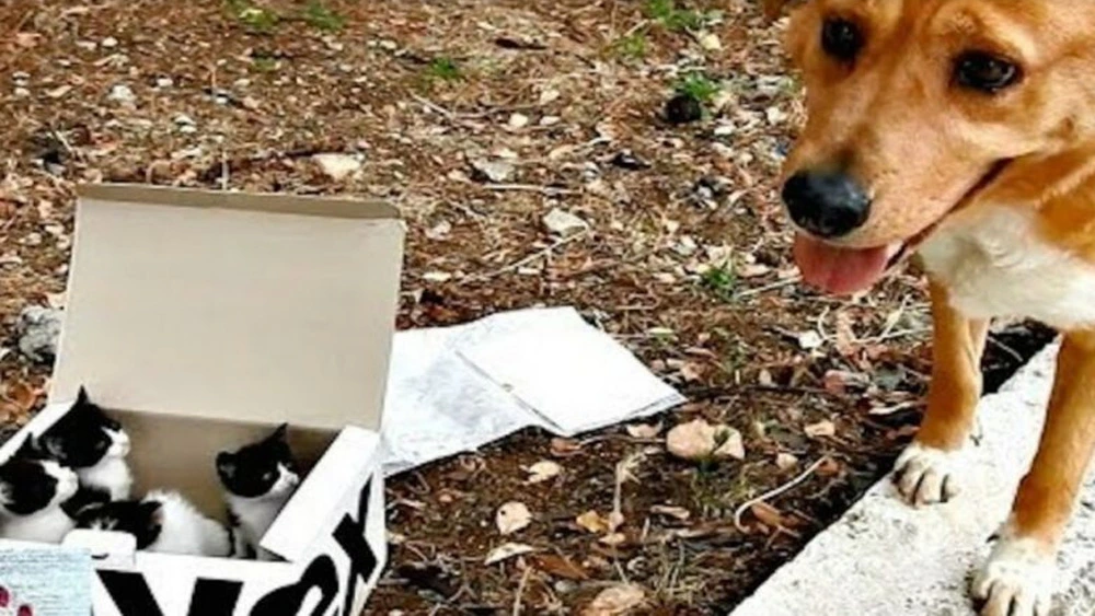 Dog Locates Abandoned Kittens, Becomes The Perfect Foster Dad