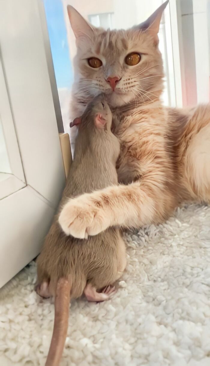 The Most Unlikely Friendship Formed Between This Cat And A Rat, Who Now Share An Inseparable Bond