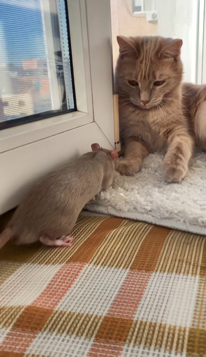 The Most Unlikely Friendship Formed Between This Cat And A Rat, Who Now Share An Inseparable Bond