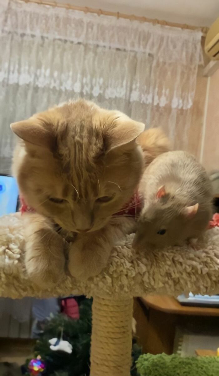 The Most Unlikely Friendship Formed Between This Cat And A Rat, Who Now Share An Inseparable Bond