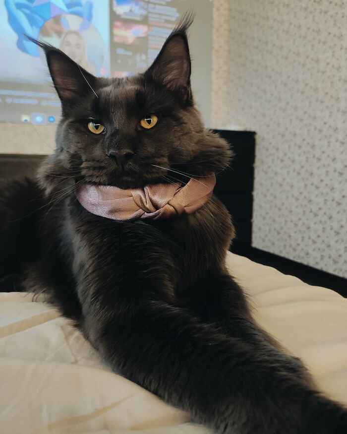 Meet Vincent, A Fluffy Maine Coon Cat That Looks Like A Black Panther And Acts Like A Dog