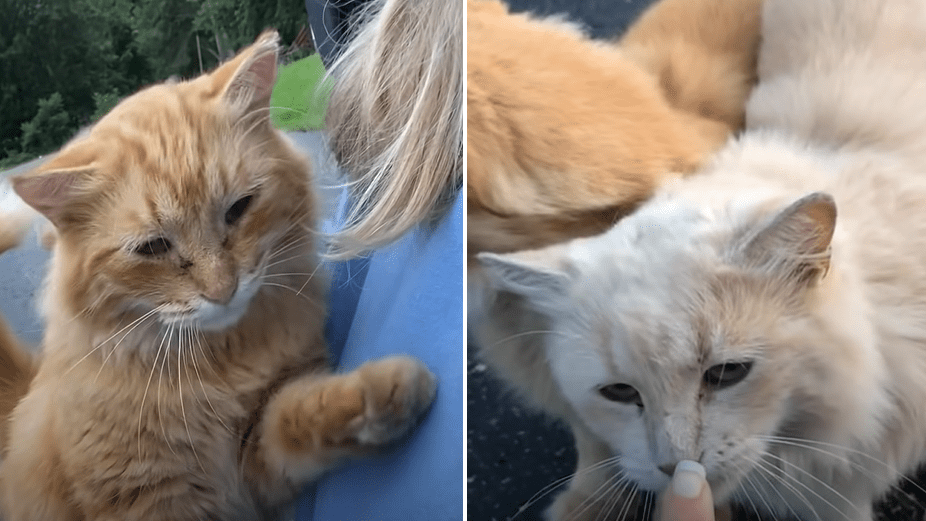 Family Buys A Farmhouse That Came With 16 Feral Cats And Changed Their Lives