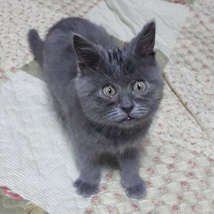 A Slightly Strange And Funny-Looking Cat Continues To Win Hearts Online (New Pics)