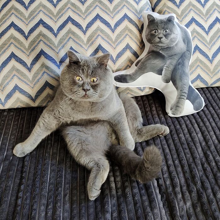 A Slightly Strange And Funny-Looking Cat Continues To Win Hearts Online (New Pics)