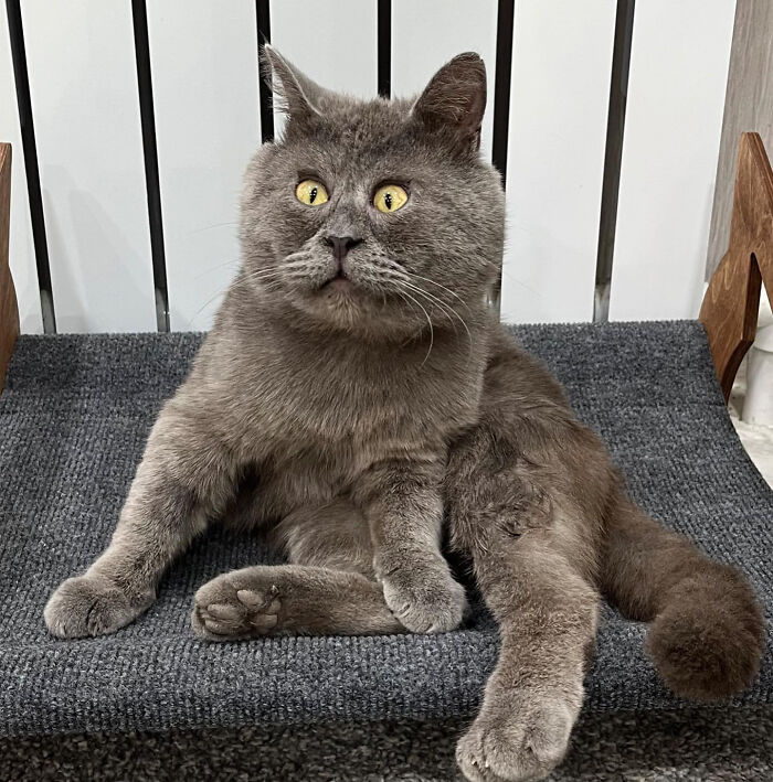 A Slightly Strange And Funny-Looking Cat Continues To Win Hearts Online (New Pics)