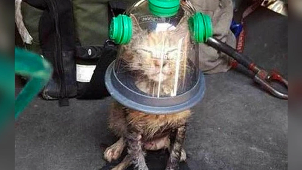 Firemen Save Unconscious Cat’s Life Using A Special Pet Oxygen Mask