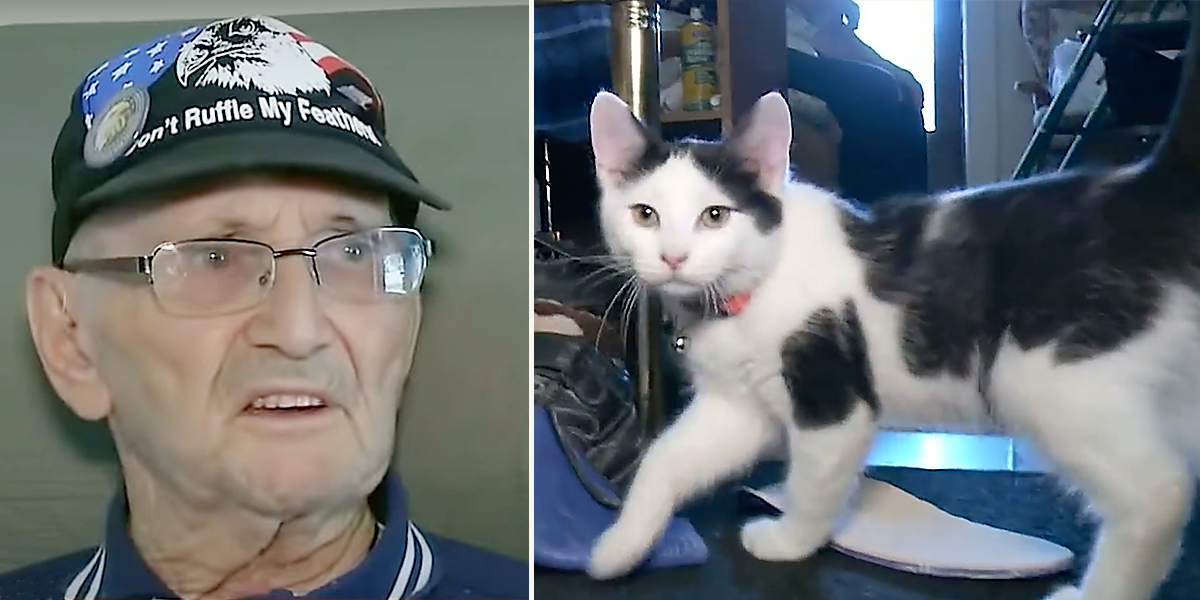 Fluffy You’re My Only Hope Kitten Saves Military Veteran’s Life