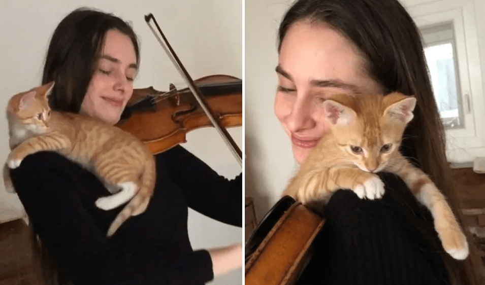 Foster Cat Who Loves Violin and Music Finds Forever Home