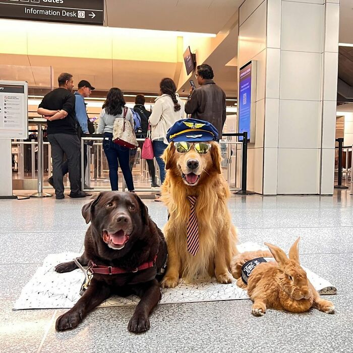 Meet Duke Ellington - A Therapy Cat Who Helps With Anxiety In San Francisco International Airport