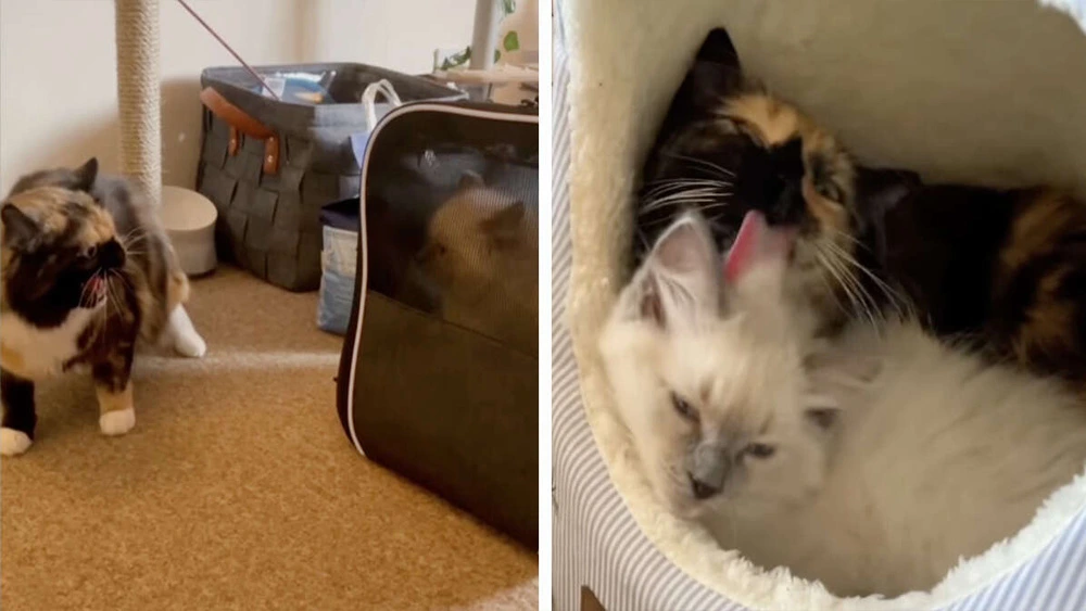 Grouchy Cat Has Total Change Of Heart When Family Brings Home A Kittycat