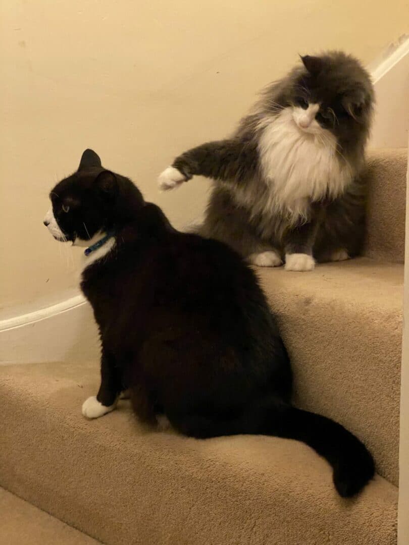 Norwegian Forest tuxedo cat