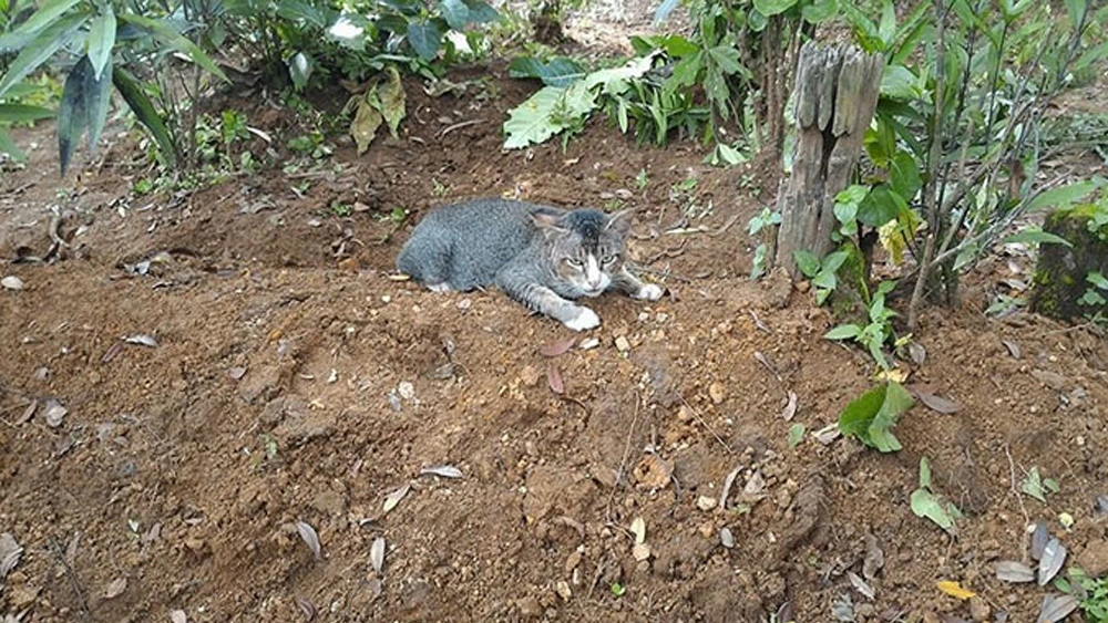 Heartbroken Cat Has Spent 1 Year By Her Dead Owner’s Grave