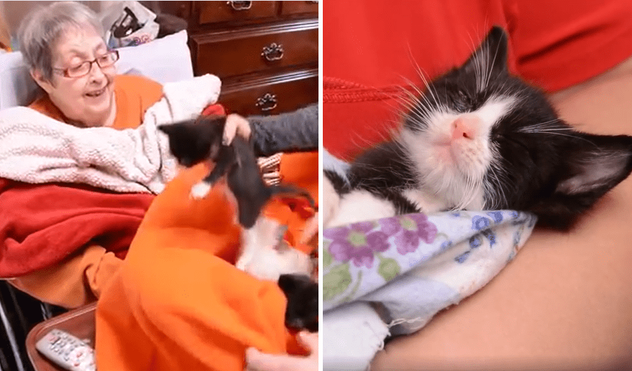 Heartwarming Moment As Woman Cuddles With Basket Full Of Kittens As Last Wish