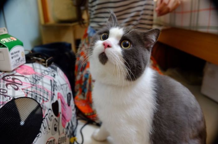 Meet The OMG Cat, The Feline Who Is Always Surprised