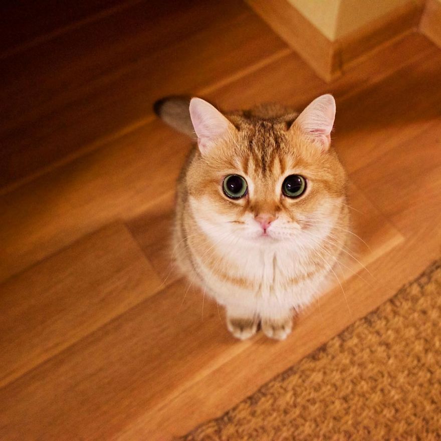 Hosico Cat