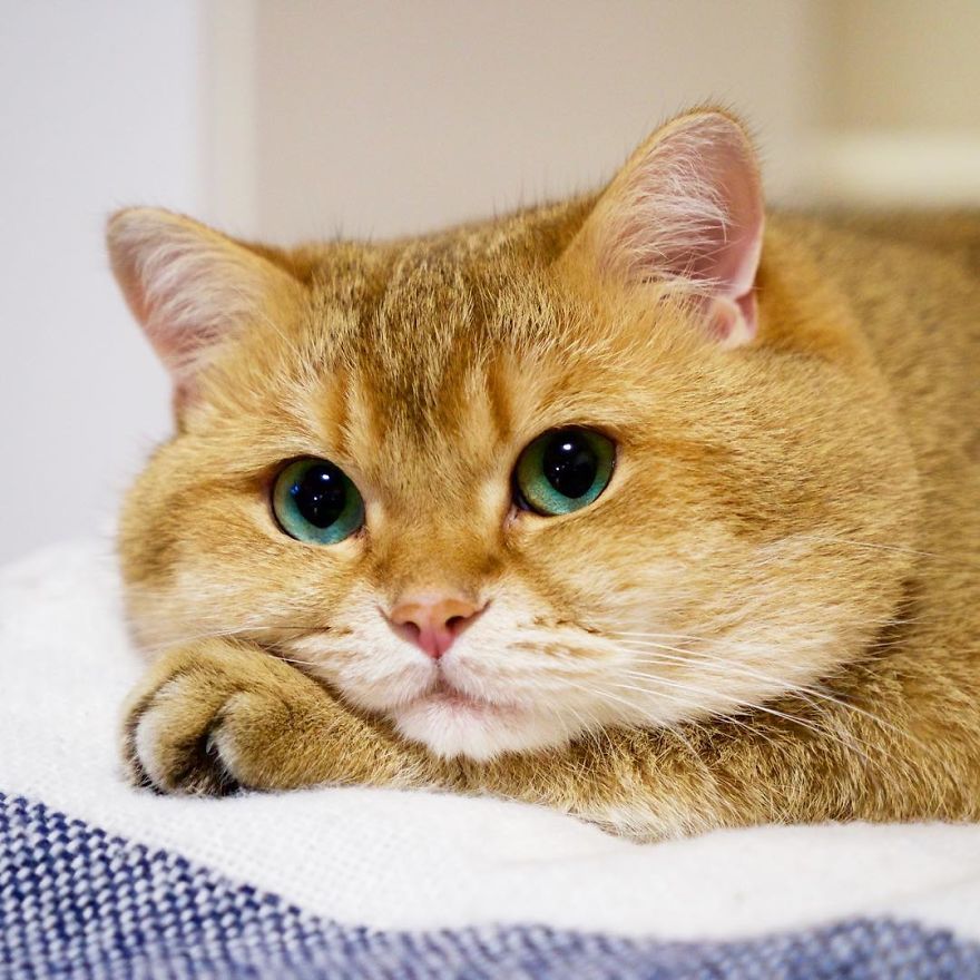 Hosico Cat