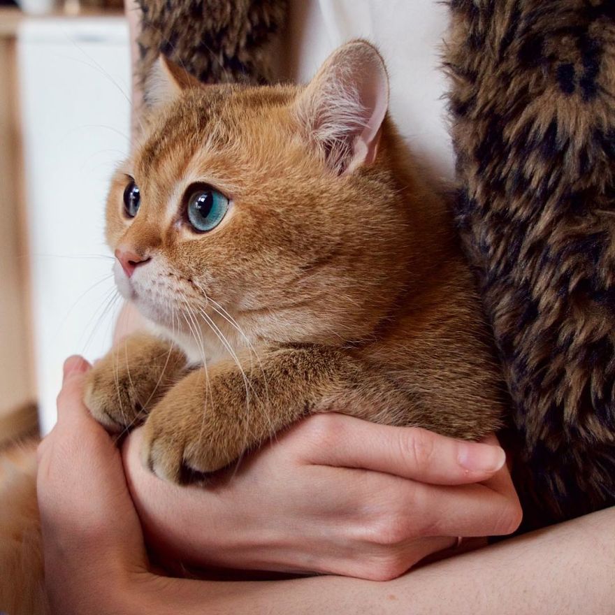 Hosico Cat