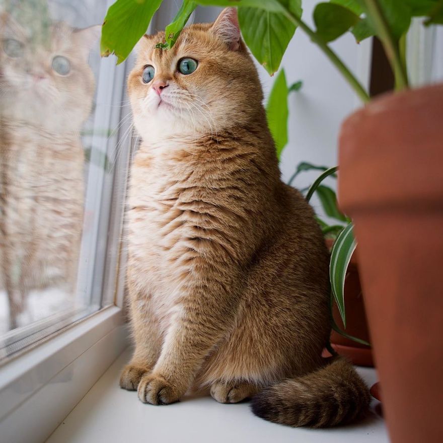 Hosico Cat